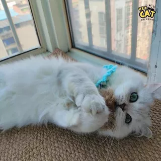 Heycat ลูกบอลแคทนิป ลูกบอลแมวขนกระต่าย ของเล่นแมว สุดฟินทำให้แมวเพลิดเพลินสนุกสนาน ขนาดใหญ่ 10 Cm.