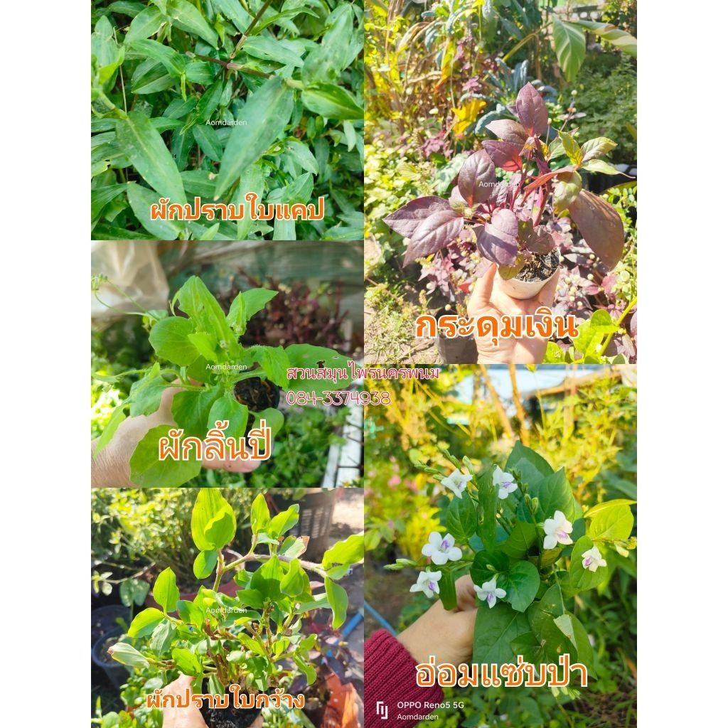 สมุนไพรสูตรหมอเขียว 11สายพันธุ์ กิ่งพันธุ์