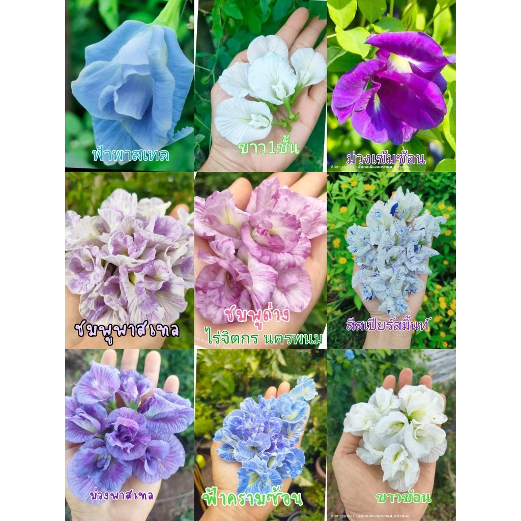 เมล็ดดอกอัญชัน9-10สีสายพันธุ์แยกสี  อัญชันButterfly pea seed  蝴蝶豌豆花、蝴蝶豌豆苗