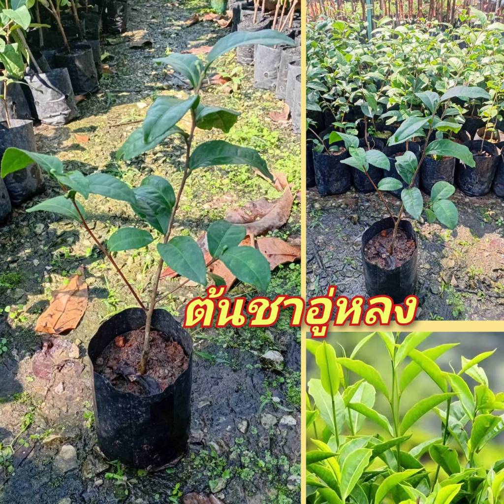 ต้นชาอู่หลง กลิ่นหอม สูง40-50ซ.ม  แข็งแรงพร้อมปลูก