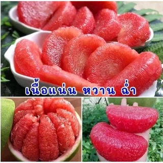 ต้นส้มโอทับทิมสยาม( กิ่งตอน) ต้นพันธุ์สูง40.60cm