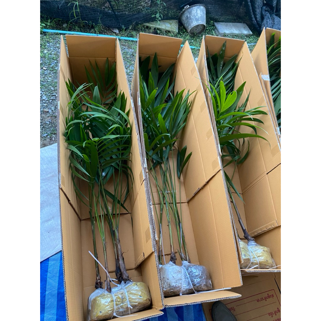 ต้นอาซาอิ 4 ต้น สูง 150 ซม. Acai plant
