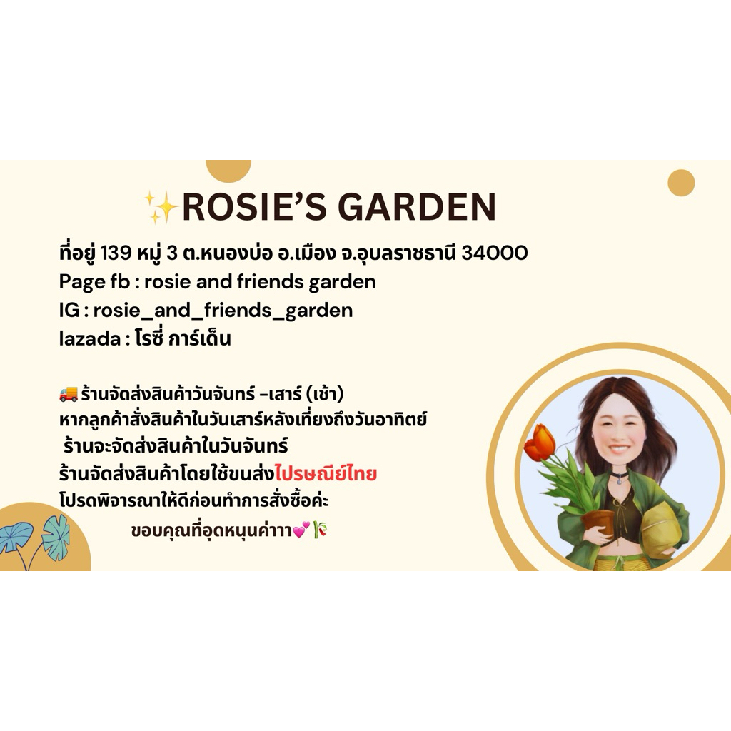 พลูบราซิล 2 สี มี 2 ขนาดคือ  กระถาง 3 นิ้ว และ 6 นิ้ว แน่นฟู ยาว ทุกกระถาง ทุกขนาดจ้า🚚ส่งเร็วน๊าสั่ง - รูปที่ 7