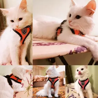 PETStar1🥇สายรัดสุนัขและแมว🥇 สวมใส่ง่าย ป้องกันการสูญหาย สายรัดแมว สายรัดสุนัข S-XL