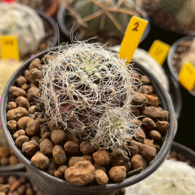 Sulcorebutia Gero Senilis ซัลโครีบูเทีย จีโร เซนิลิส  กระถาง 2.5 นิ้ว - รูปที่ 2