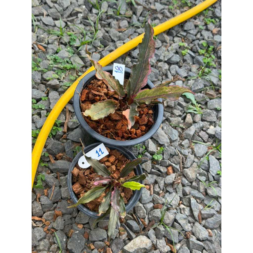 โชคเก้าชั้นด่างดำชมพูม่วง(ไม้หน่อ)Anthuruimhybrid - รูปที่ 6