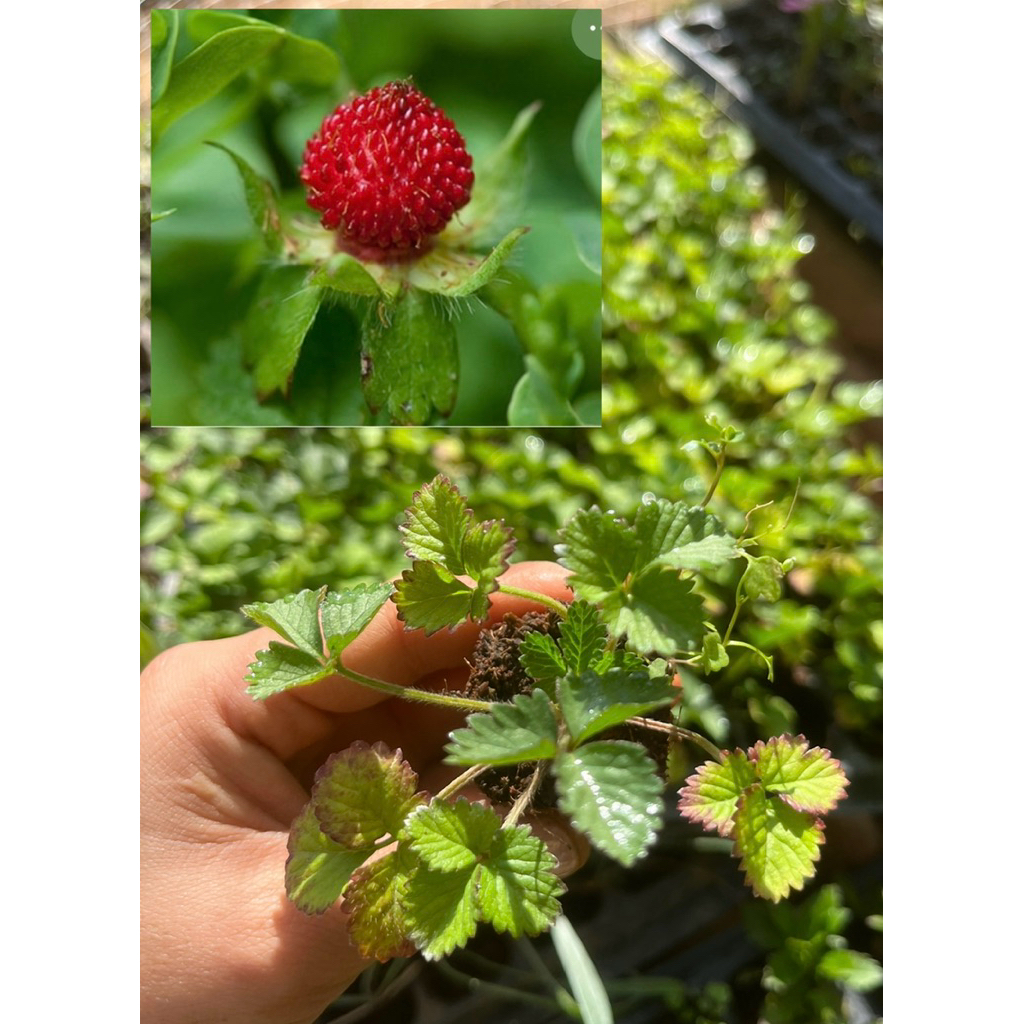 🌱ต้นกล้าสตอเบอรี่ป่า🍓พร้อมปลูก🪴ปลูกง่ายโตไว