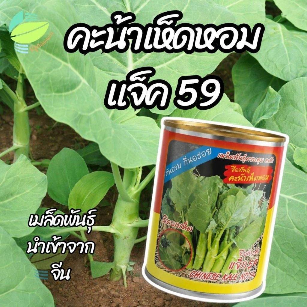 เมล็ดพันธุ์ คะน้าเห็ดหอม แจ็ค59 ตราสามเอ ( 60 กรัม )