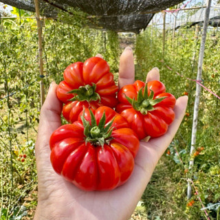 [5แถม1] มะเขือเทศฟักทอง สีแดง (20-25เมล็ด)