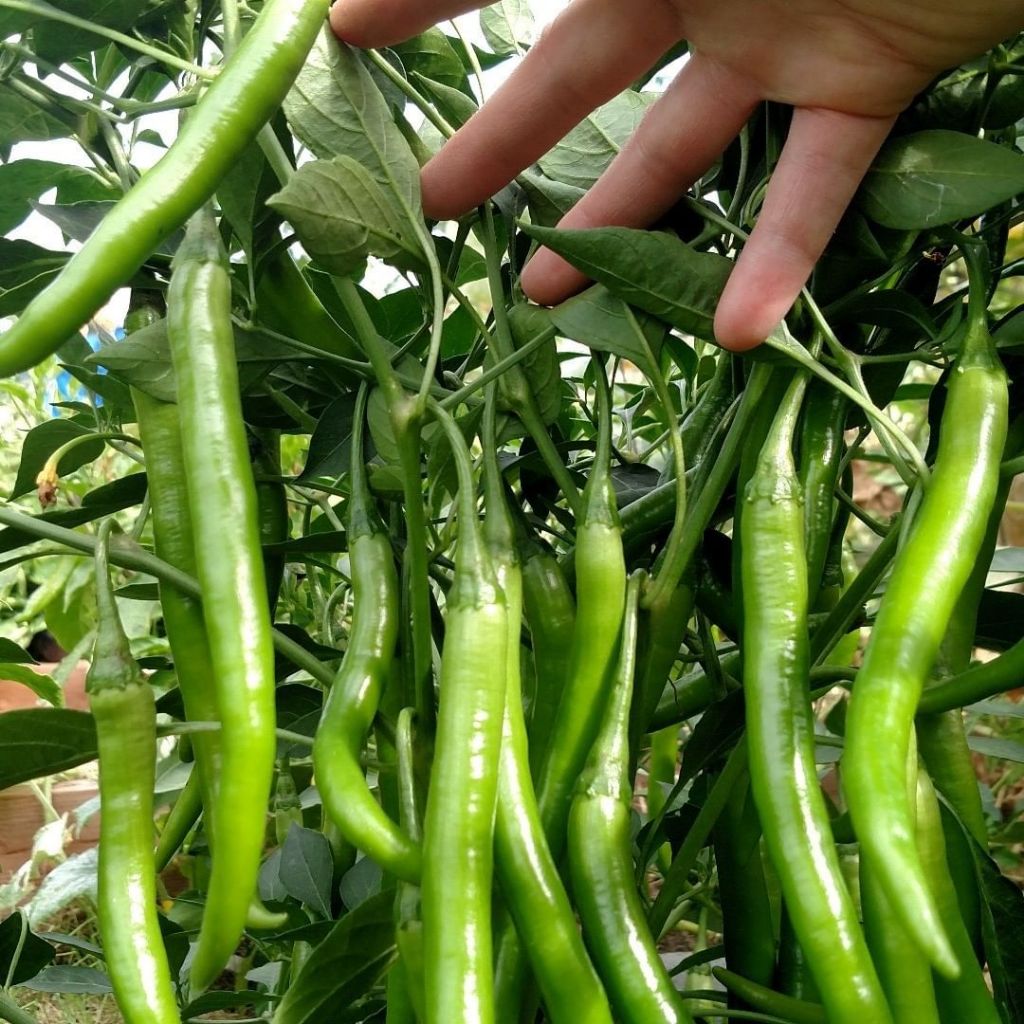 เมล็ดพันธุ์พริกหนุ่มเขียว พร้อมส่ง แพ็ค 100 เมล็ด