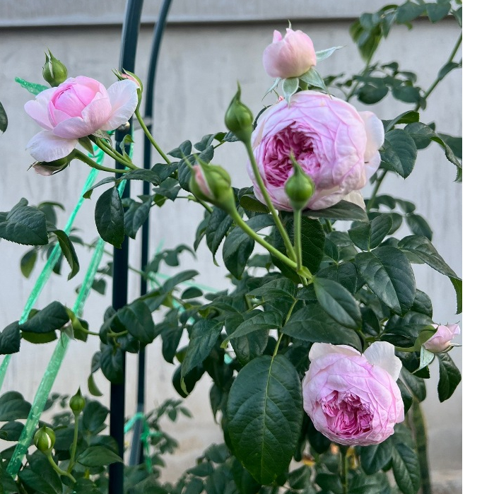 ปุ๋ยบำรุงกุหลาบสูตรดอกใหญ่ 12-12-17+TE บำรุงครบทุกส่วน ราก ต้น ใบ ดอก มีธาตุอาหารรวม 7 ชนิด นวัตกรรมการผลิตจากญี่ปุ่น - รูปที่ 5