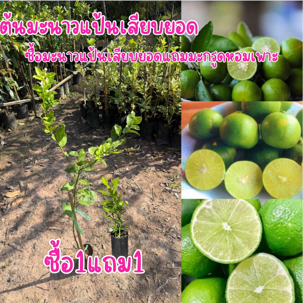 ซื้อ1แถม1ไปเลยจ้า!โปรดอ่านก่อนสั่งซื้อต้นมะนาวแป้นรำไพแบบเสียบยอดแถมต้นมะกรูดเพาะเมล็ดถุงเล็ก