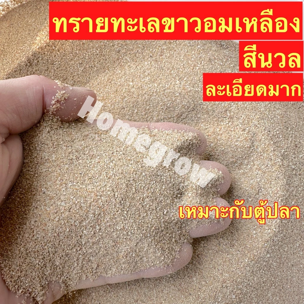 ทรายทะเลขาวอมเหลือง ทรายสีนวล ทรายตู้ปลา รองพื้นตู้ พร้อมส่ง ตู้ปลา ตกแต่งตุ้ปลา ทรายตู้ปลา