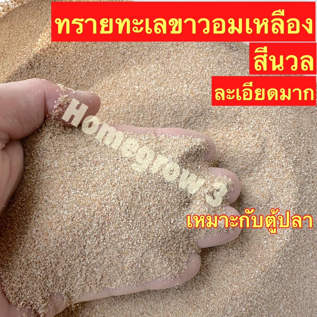 ทรายทะเลขาวอมเหลือง ทรายสีนวล ทรายตู้ปลา รองพื้นตู้ พร้อมส่ง ตู้ปลา ตกแต่งตุ้ปลา ทรายตู้ปลา