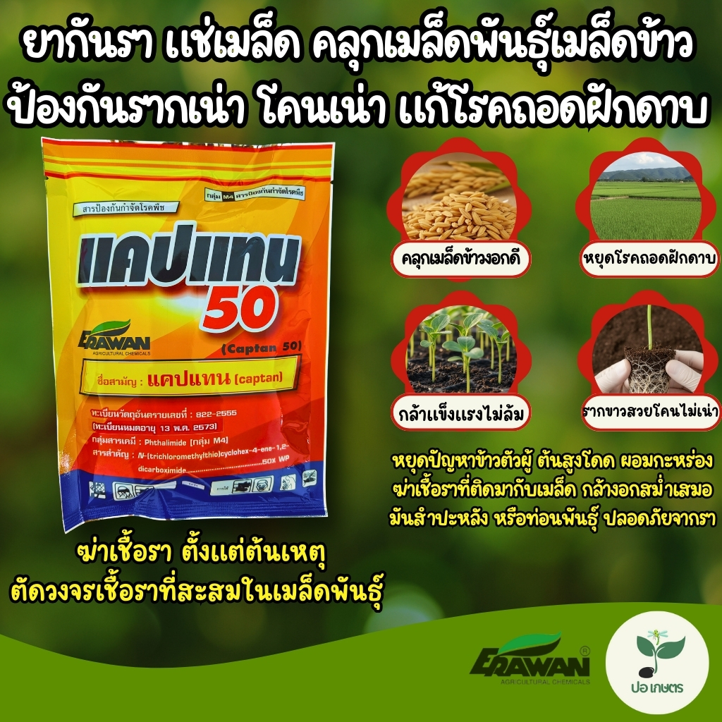 แคปแทน 50 (100 กรัม) ยากันรา แช่เมล็ด คลุกเมล็ดพันธุ์เมล็ดข้าว ป้องกันรากเน่า โคนเน่า แก้โรคถอดฝักดาบ
