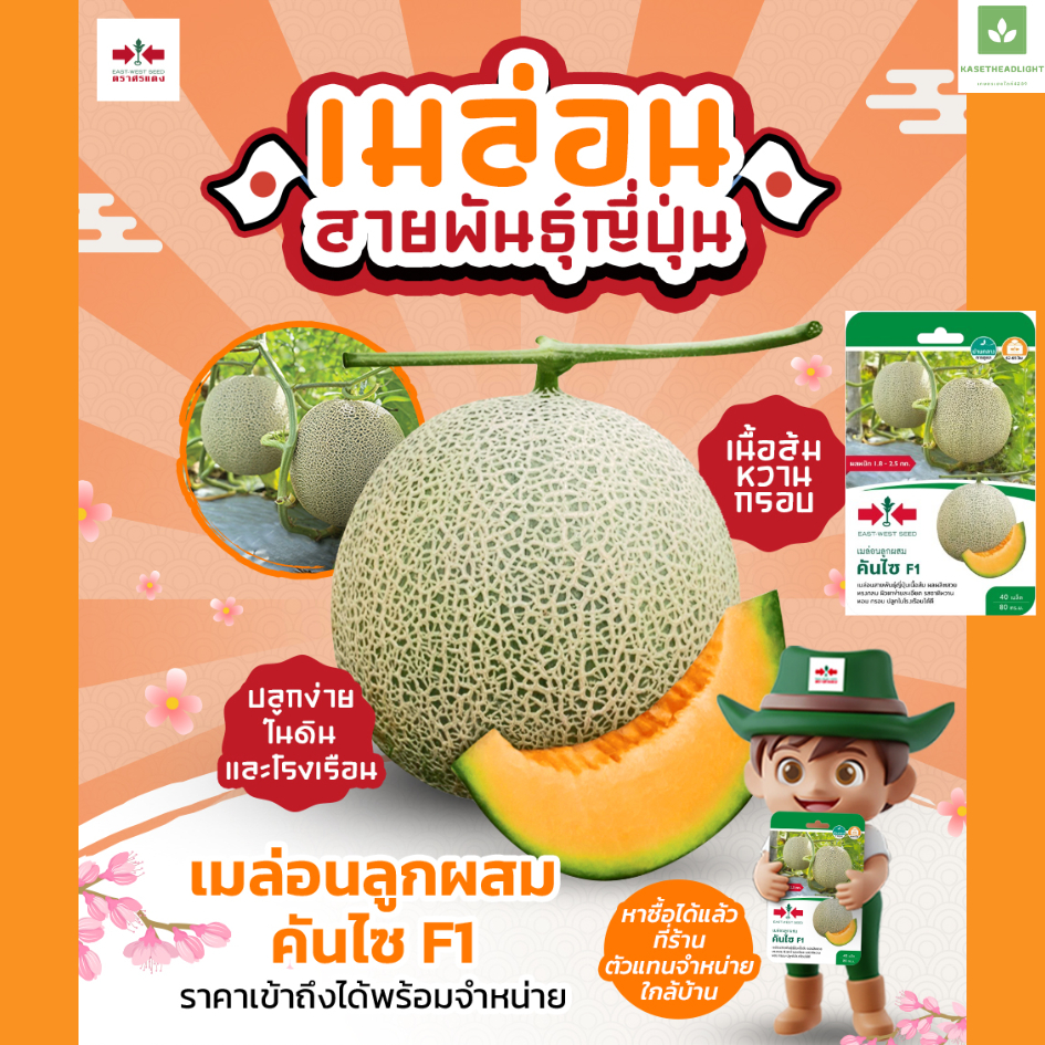 ใหม่! เมล่อน คันไซ ตราศรแดง เมล็ดเมล่อนญี่ปุ่น เนื้อสีส้ม ผิวตาข่าย ซองละ40เมล็ด