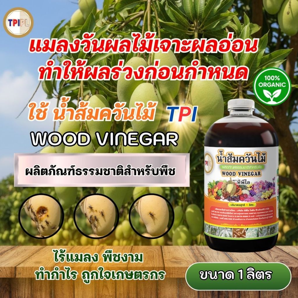 แมลงวันผลไม้เจาะ ผลอ่อนมะม่วง ทำให้ผลร่วงก่อนกำหนด แก้ปัญหาด้วย น้ำส้มควันไม้ TPI