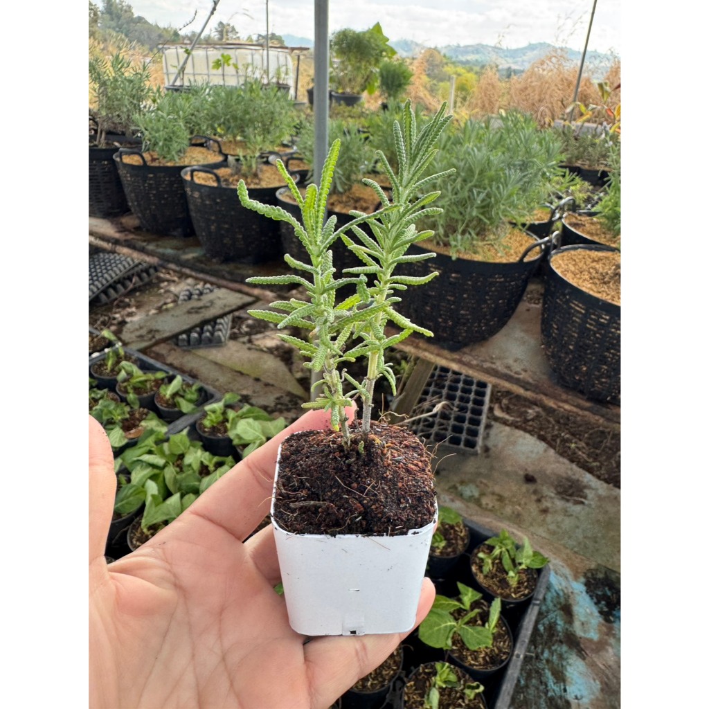 ต้นลาเวนเดอร์เดนตาต้า (Lavandula dentata) หรือลาเวนเดอร์ฝรั่งเศส กระถาง 2 นิ้ว