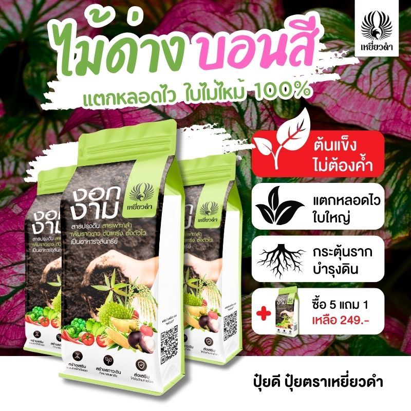 [ปุ๋ยบอนสี ใบไม่ไหม้] ปุ๋ยไม้เยื่อ ไม้ดอก ไม้ประดับ ต้นตั้งตรงไม่ต้องค้ำ แตกหน่อไว ใบเงา เร่งสี งอกงาม ปุ๋ยเหยี่ยวดำ