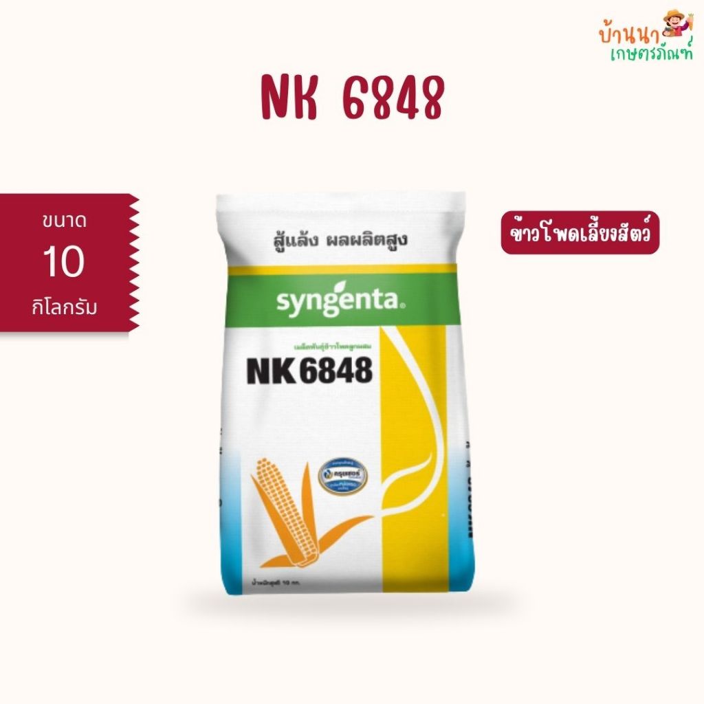 เมล็ดพันธุ์ข้าวโพด NK6848 (ขนาด 10 กก.) สู้แล้ง ปลูกถี่ เก็บสดได้ ผลผลิตสูง