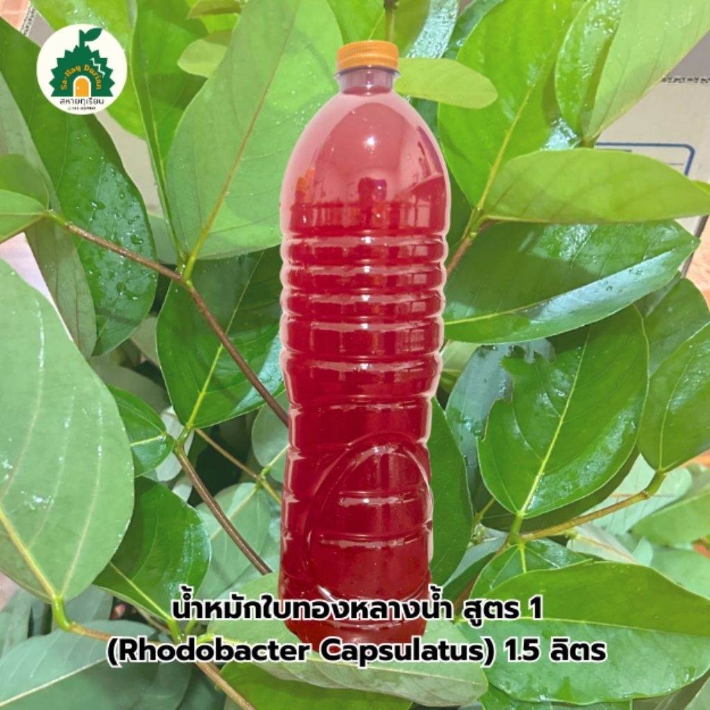 น้ำหมักใบทองหลางน้ำ สูตร 1  (Rhodobacter Capsulatus) ขนาด 1.5 ลิตร