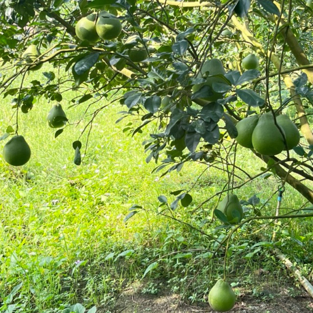 ส้มโอทับทิมสยามปากพนังของแท้ สินค้ามีใบรับรองGI - รูปที่ 5