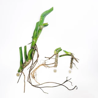 ต้นมอนสเตอร่า เดลิซิโอซ่า ไจแอนท์ (Monstera Deliciosa Monstera Giant) อายุ 2-3 ปี
