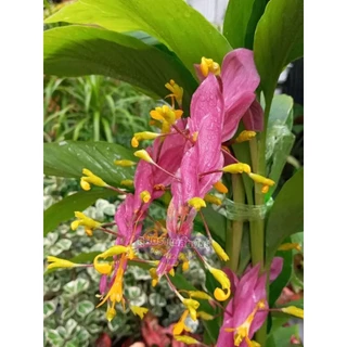 หัวพันธุ์ ดอกเข้าพรรษา สีชมพู 5 เหง้า