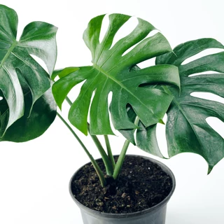ต้นมอนสเตอร่า เดลิซิโอซ่า ไจแอนท์ (Monstera Deliciosa Monstera Giant) กระถาง 11 นิ้ว 3 ปี