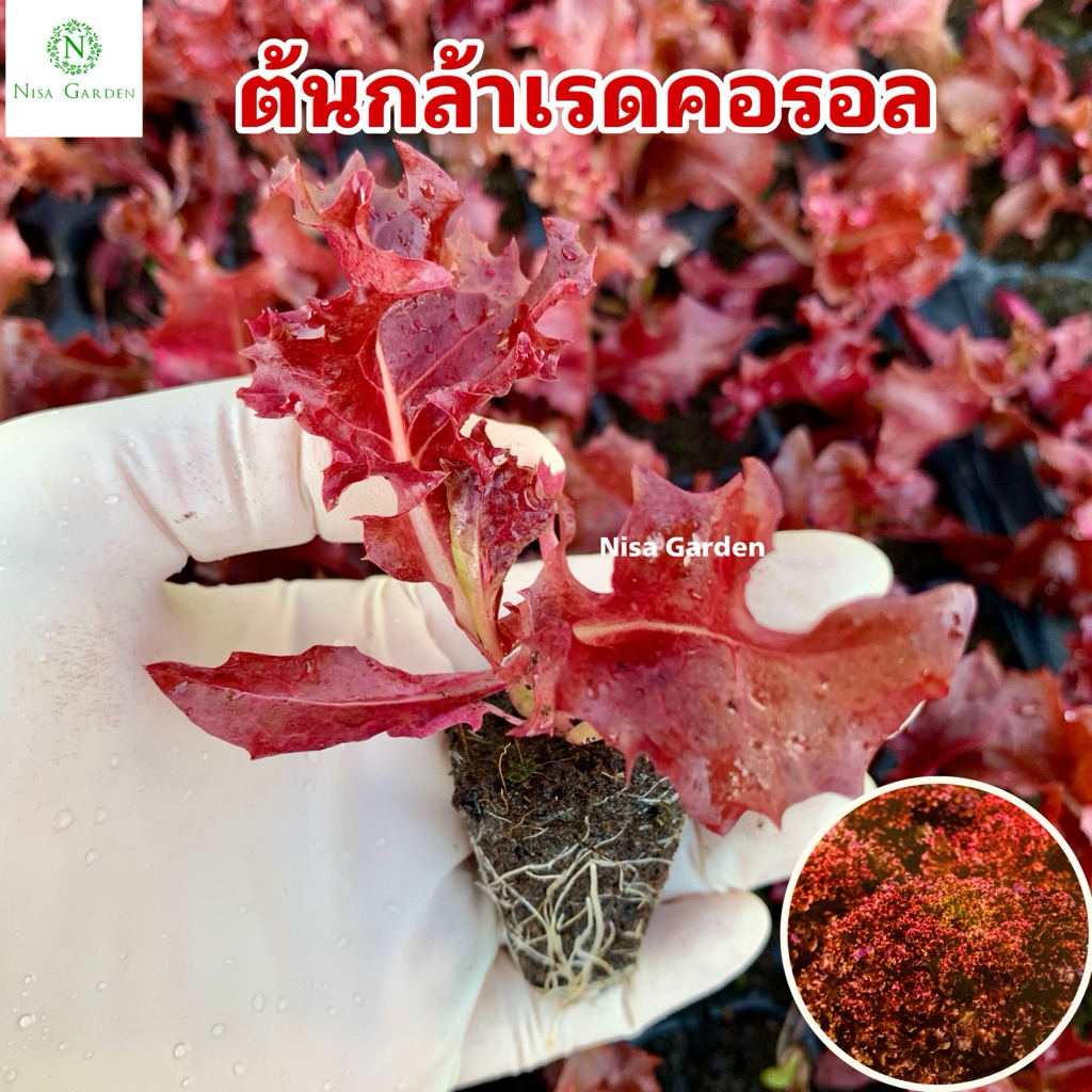 Nisa Garden ต้นกล้าเรดคอรอล รากแข็งแรง โตเร็ว 🔥ซื้อ 10 แถมฟรี 2 หลุม🔥