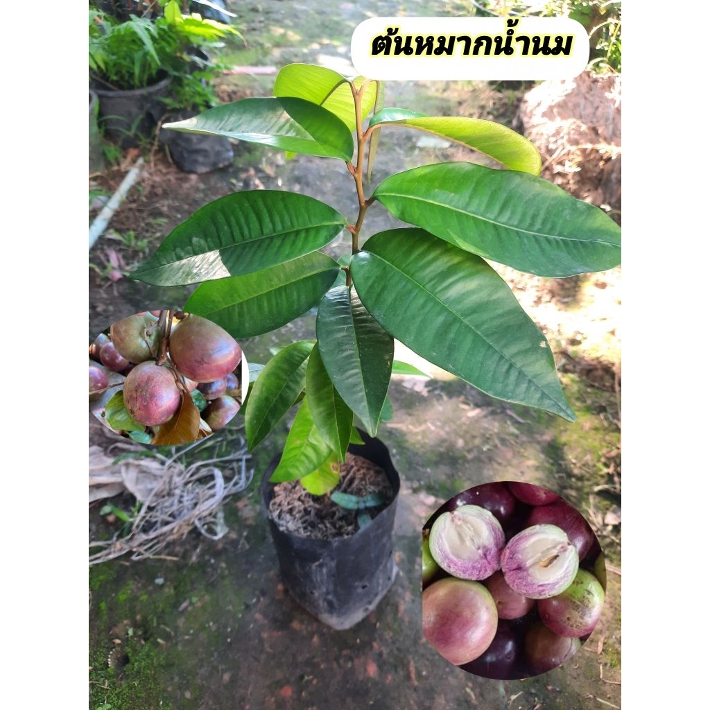 ต้นแอปเปิ้ลสตาร์  หรือ หมากน้ำนม ขนาดต้น 60-80 ซม