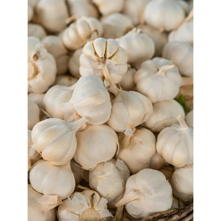 ผงกระเทียม 100% (Garlic Powder) บดละเอียด กลิ่นหอม ขนาด 100 กรัม