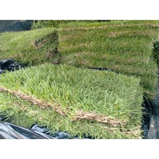 หญ้าญี่ปุ่นแท้ 1 แผ่น [แผ่นใหญ่ 50x100 cm] หญ้าใบเข็ม สวยพรีเมียม ตัดสดจากไร่ สำหรับจัดสวนสไตล์มินิมอล หญ้าจริง