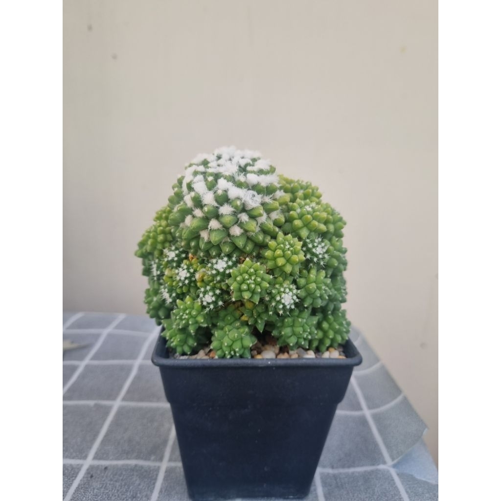 แมมอิรุซามุ แคคตัส อยู่ในกระถางขนาด 3 นิ้ว