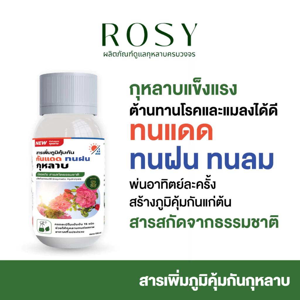 Rosy สารเพิ่มภูมิคุ้มกันสำหรับกุหลาบ ผนังเซลล์แข็งแรงทนต่อแสงแดดและความร้อน ทนฝน ลดอาการใบไหม้แดด ทนต่อแมลงเจาะดูดน้ำ