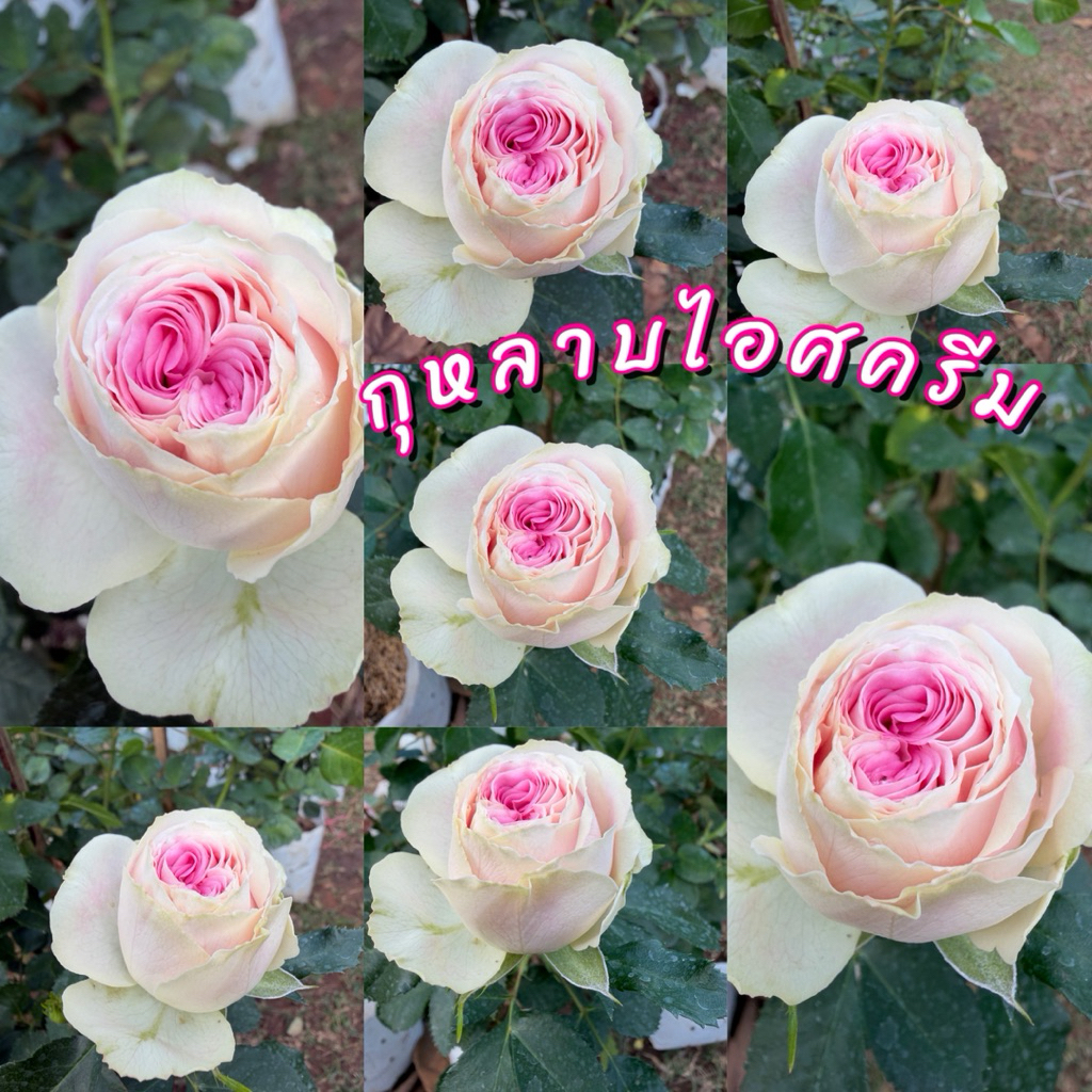 กุหลาบไอศครีม (Gelato Rose) มีกลิ่นหอมอ่อนๆ สีหลานๆ ละมุนมาก