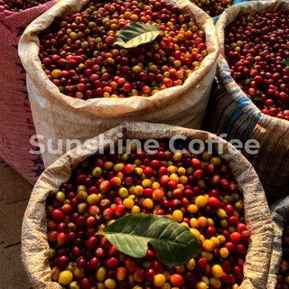 เมล็ดกาแฟคั่ว Arabica 100% ☕ ขนาด 500 กรัม ☕ 🌈 ดอยแม่สลอง 🌈 คั่วใหม่ๆ กาแฟสด ☕ ราคาขายส่ง ร้านกาแฟ