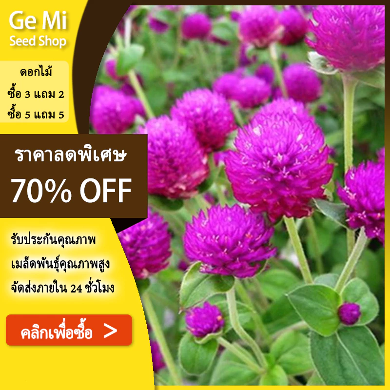 GEMI บานไม่รู้โรย100 เมล็ด🌸ซื้อ 5 แถม 5 ฟรี