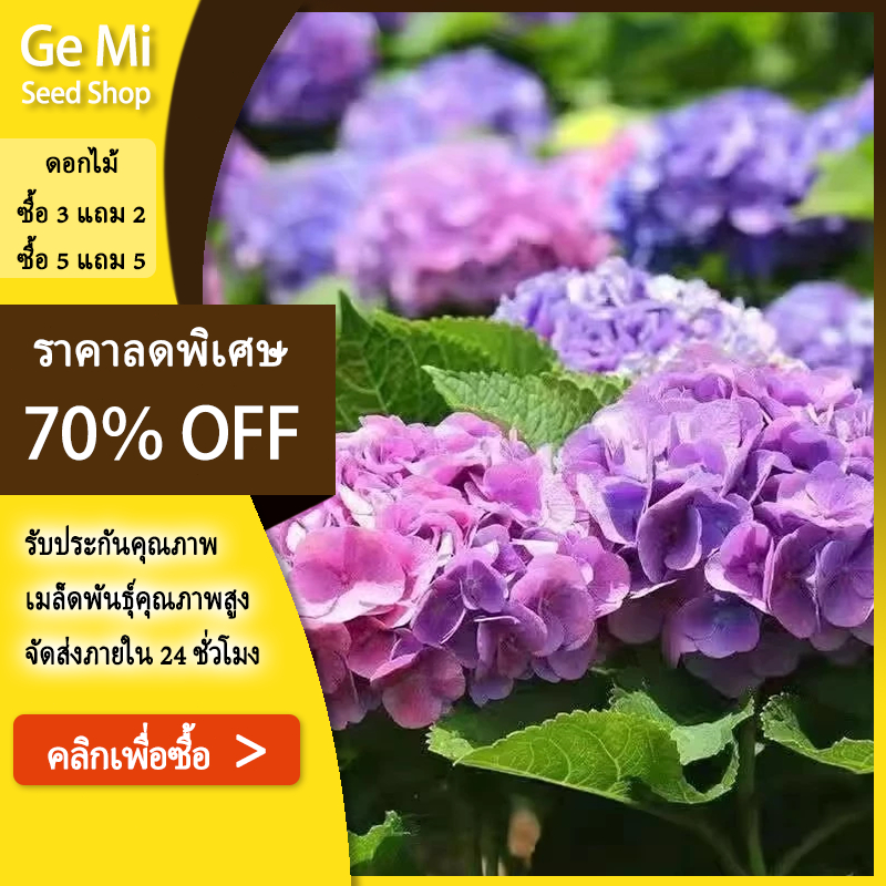 GEMI เมล็ดไฮเดรนเจียหลากสี 20 เมล็ด พันธุ์คุณภาพสูง ปลูกง่าย