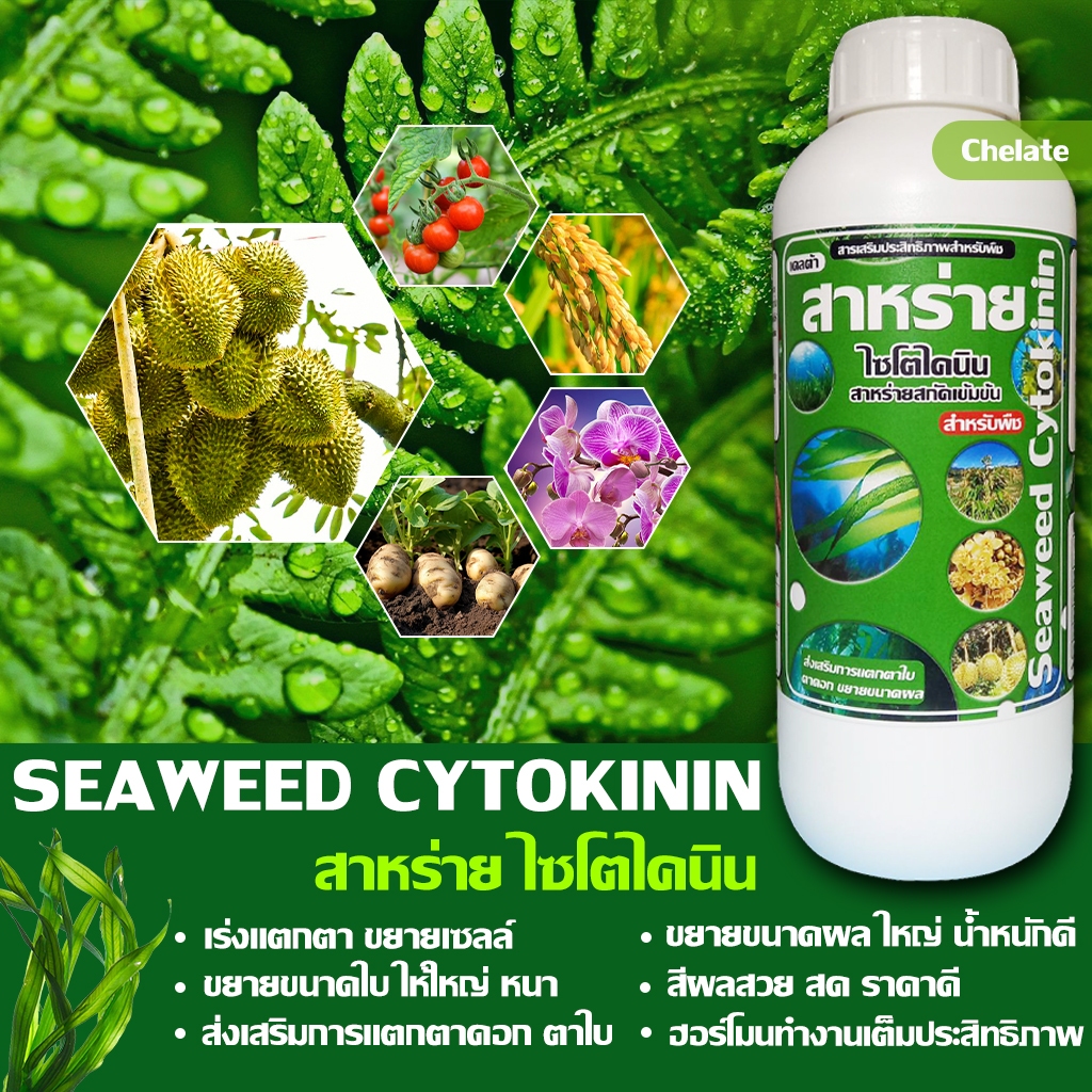 สาหร่าย ไซโตไคนิน ขนาด 1 ลิตร : การสร้างการแตกตา ตาใบ ตายอดอ่อน ตาดอก ปลายราก