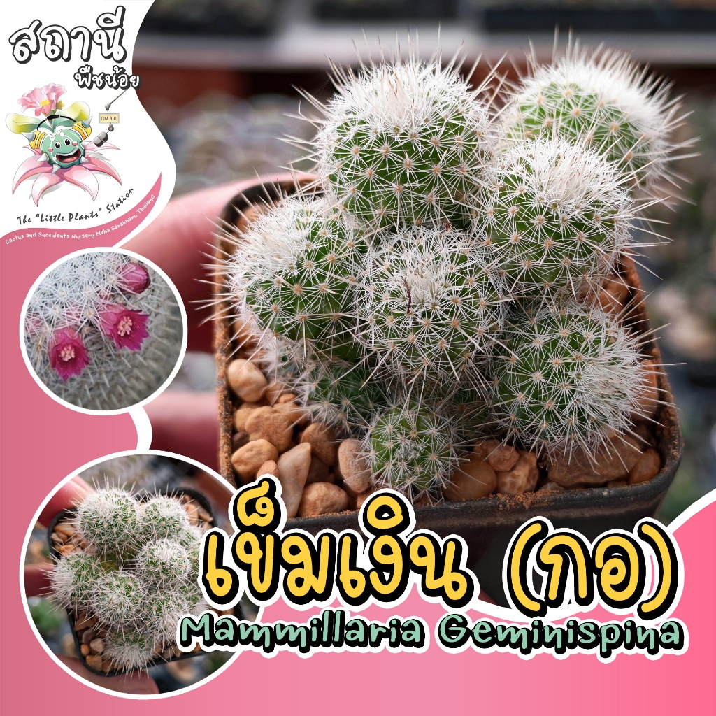 แมมเข็มเงินฟอร์มกอ Mammillaria geminispina ไม้ชำหน่อ กระบองเพชร ไม้อวบน้ำ succulent แคคตัส cactus