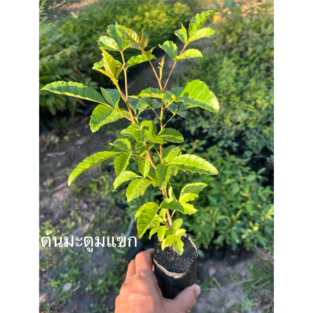ต้นมะตูมแขกหรือมะตูมซาอุ (Schinus terebinthifolia)