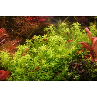 เพิลหวีต3(Hemianthus Micranthemoides)ใบน้ำ 100%