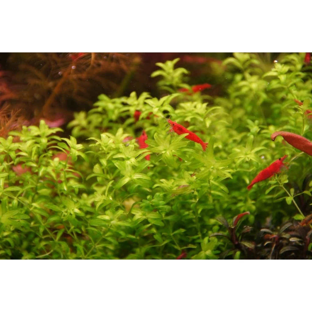 เพิลหวีต3(Hemianthus Micranthemoides)ใบน้ำ 100%