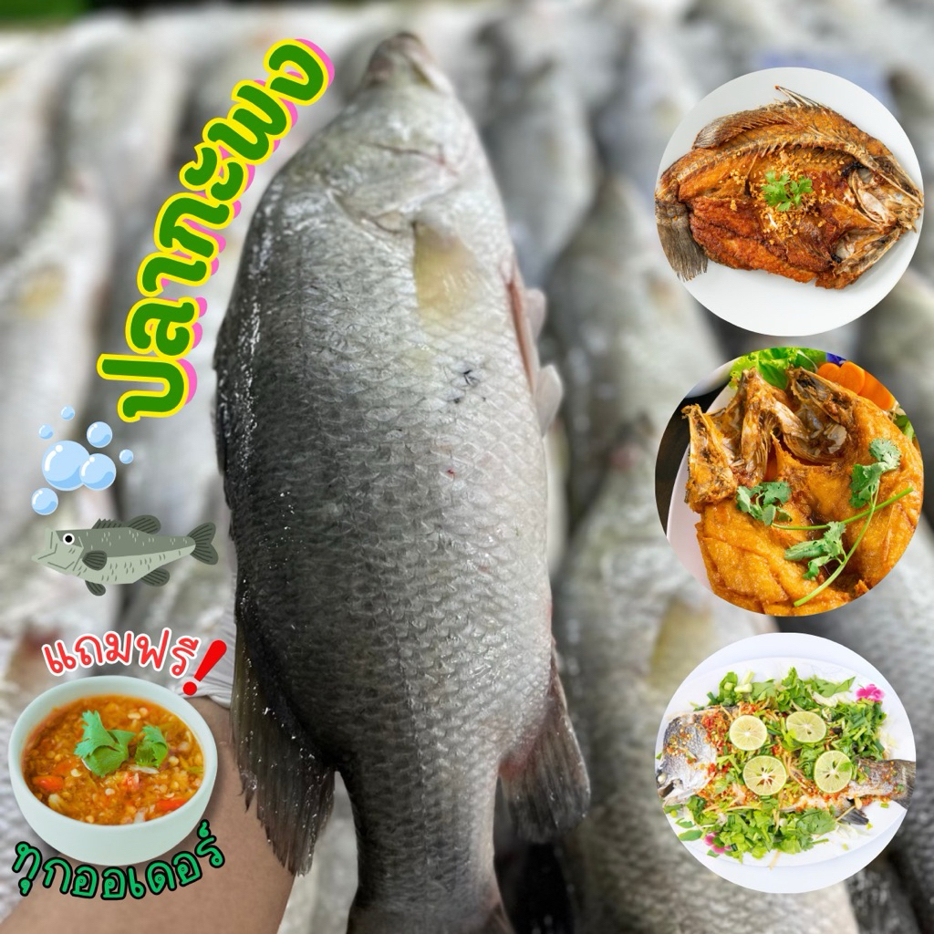 🐟ปลากระพงสดไซส์จัมโบ้+ฟรีน้ำจิ้มซีฟู้ด‼️ มีบริการขอดเกล็ด แล่เนื้อล้วน หั่นชิ้น ควักไส้ฟรี 🐟 พร้อมส่งทั่วไทย 🚐