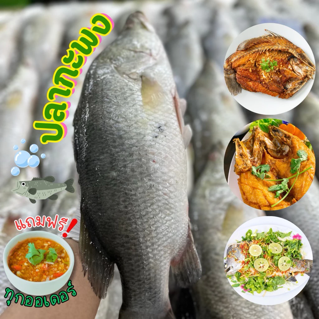 🐟ปลากระพงสดไซส์จัมโบ้+ฟรีน้ำจิ้มซีฟู้ด‼️ มีบริการขอดเกล็ด แล่เนื้อล้วน หั่นชิ้น ควักไส้ฟรี 🐟 พร้อมส่งทั่วไทย 🚐