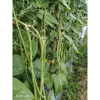 เมล็ดพันธุ์ถั่วฝักยาว เมล็ดพันธุ์ เมล็ดพันธุ์ถั่วขุนช้าง310 ขนาด 500 กรัม 450 บาท