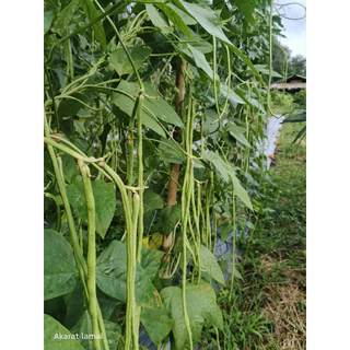 เมล็ดพันธุ์ถั่วฝักยาว เมล็ดพันธุ์ เมล็ดพันธุ์ถั่วขุนช้าง310 ขนาด 500 กรัม 450 บาท