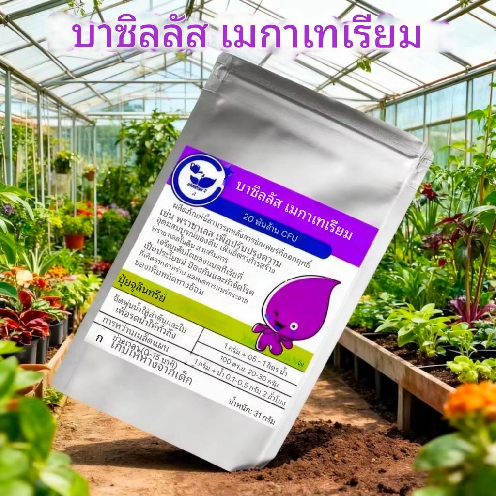 Bacillus Megaterium (บาซิลลัส เมกาทีเรียม) ช่วยละลายฟอสฟอรัส: จุลินทรีย์ตัวนี้จะหลั่งเอนไซม์ฟอสฟาเตส