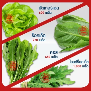 *ค่าส่งถูก* ผักสลัด เมล็ดผัก เมล็ดผักสลัด (2,000เมล็ด+) เมล็ดพันธุ์ เมล็ดพันธุ์ผักสลัด งอกดี ปลูกผัก สลัด กรีนโอ๊ค คอส